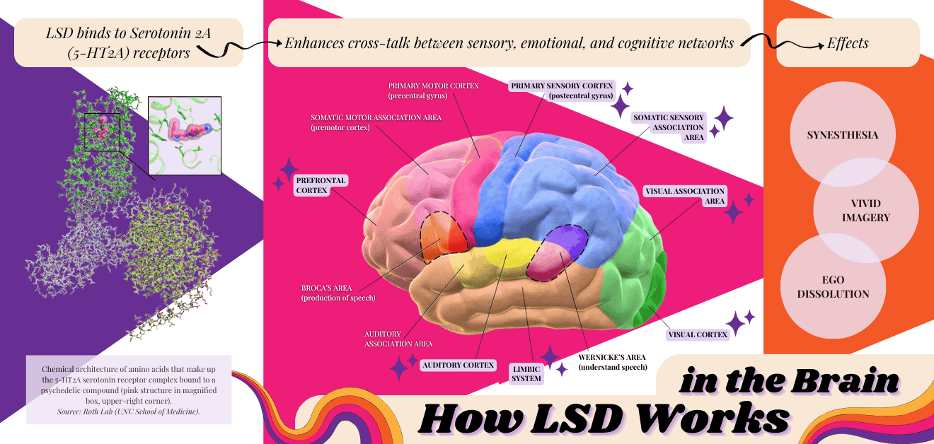 This image presents a brain anatomy illustration with a focus on how LSD works. A chemical structure on the left represents LSD binding to serotonin receptors, with vibrant pinks and purples in the background. The central section is a detailed, colorful brain diagram with labeled areas such as the prefrontal cortex, auditory cortex, and visual association areas. Different brain regions are highlighted in various colors like blue, pink, and green, while stars and arrows connect areas involved in LSD's effects. On the right, effects like synesthesia, vivid imagery, and ego dissolution are listed. The use of dynamic colors and scientific elements like receptor structures emphasizes the neurobiological explanation of LSD’s impact.