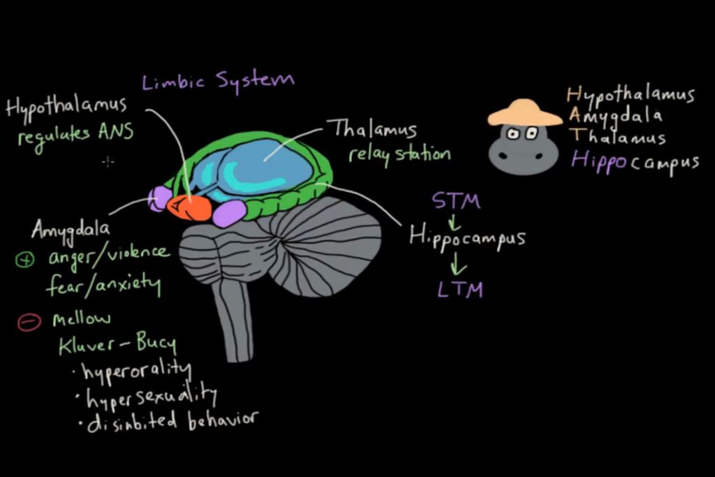 How music and psychedelics work in the brain