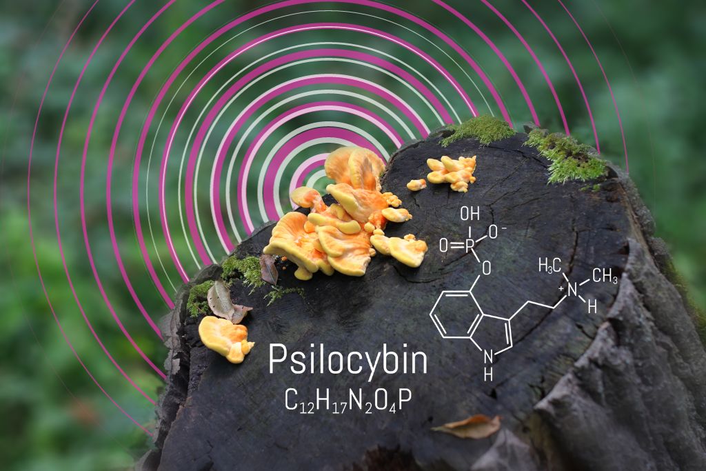Treatment options for obesity. A tree stump with some psilocybin mushrooms growing out of it, as well as a diagram of the molecular structure of psilocybin. There is a blurry green background, and some concentric circles in white and pink emanating from behind the stump.