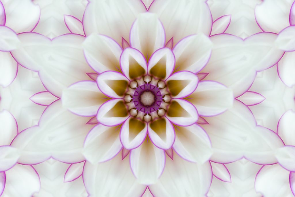 Guided Integration. Mandala made of Dahlia flower petals on white background.