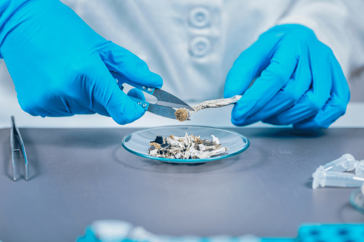 psilocybin mushroom preparation for safety