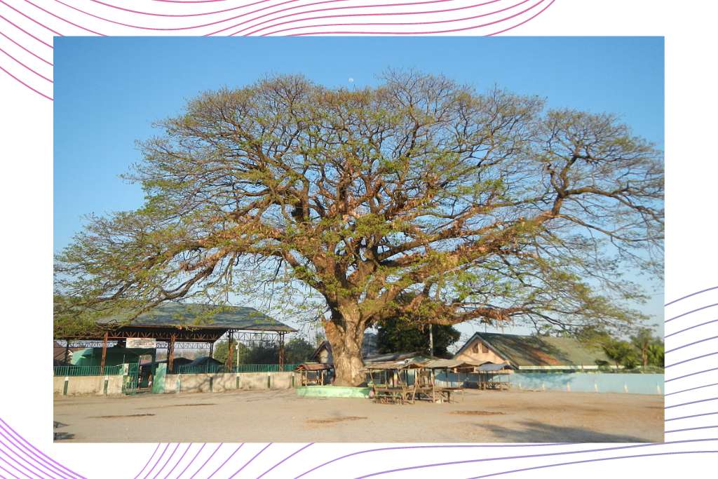 DMT Substance Guide. A massive Acacia tree, with some buildings on eaither side.
