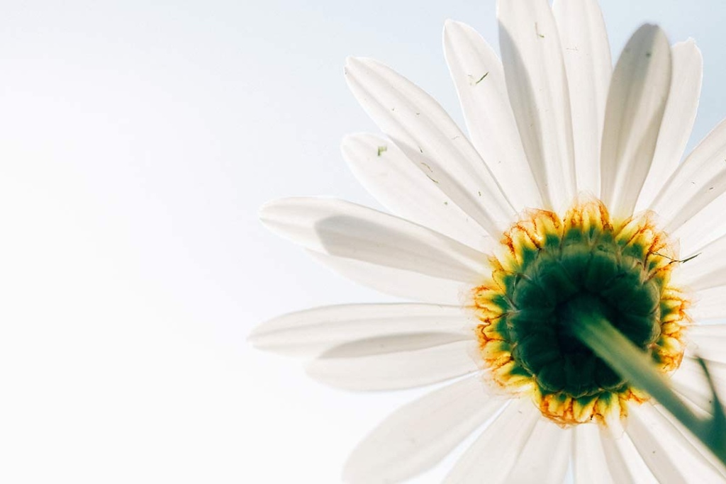 First Clinical Trial: Social Anxiety in Autistic Adults Successfully Treated with MDMA Therapy