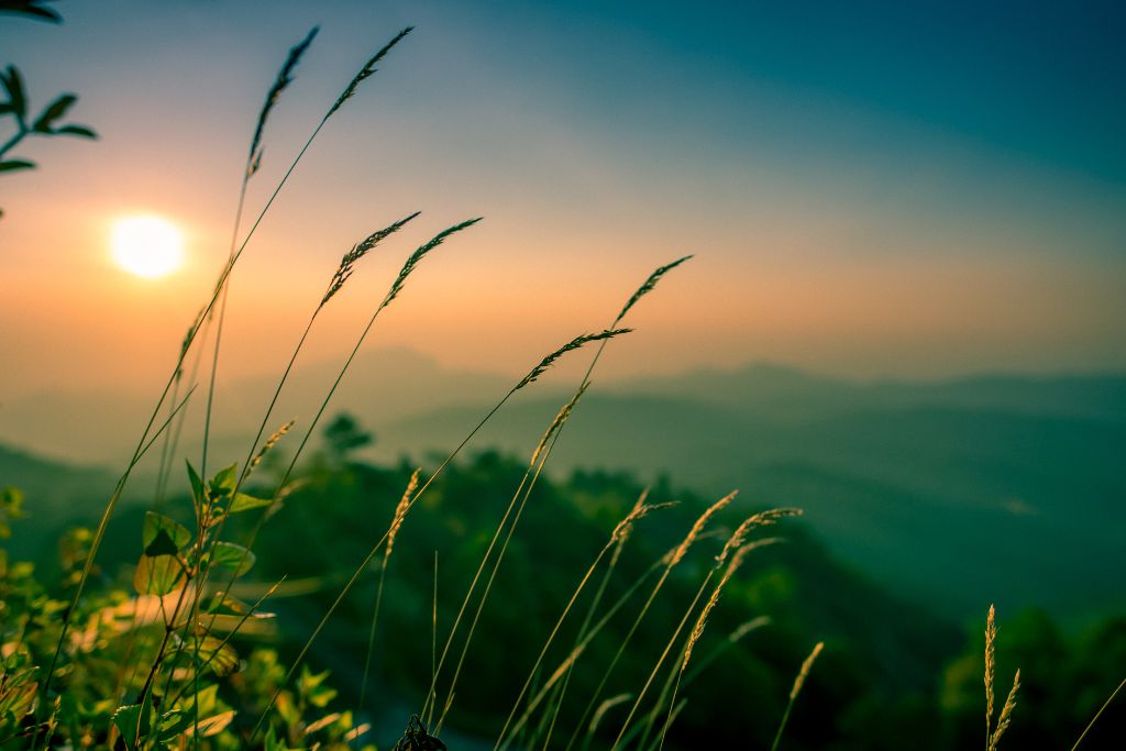 psychedelics and nature awareness