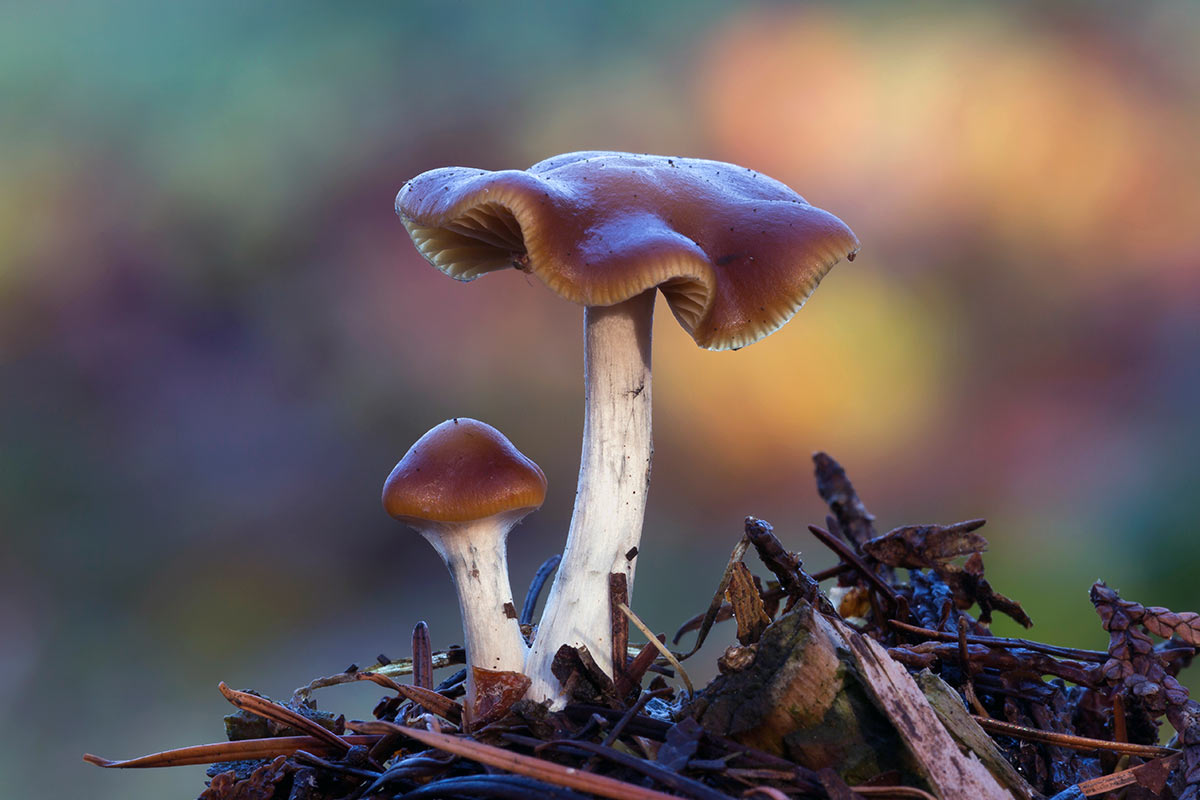 Legal Psilocybe Psyanescens in Oregon