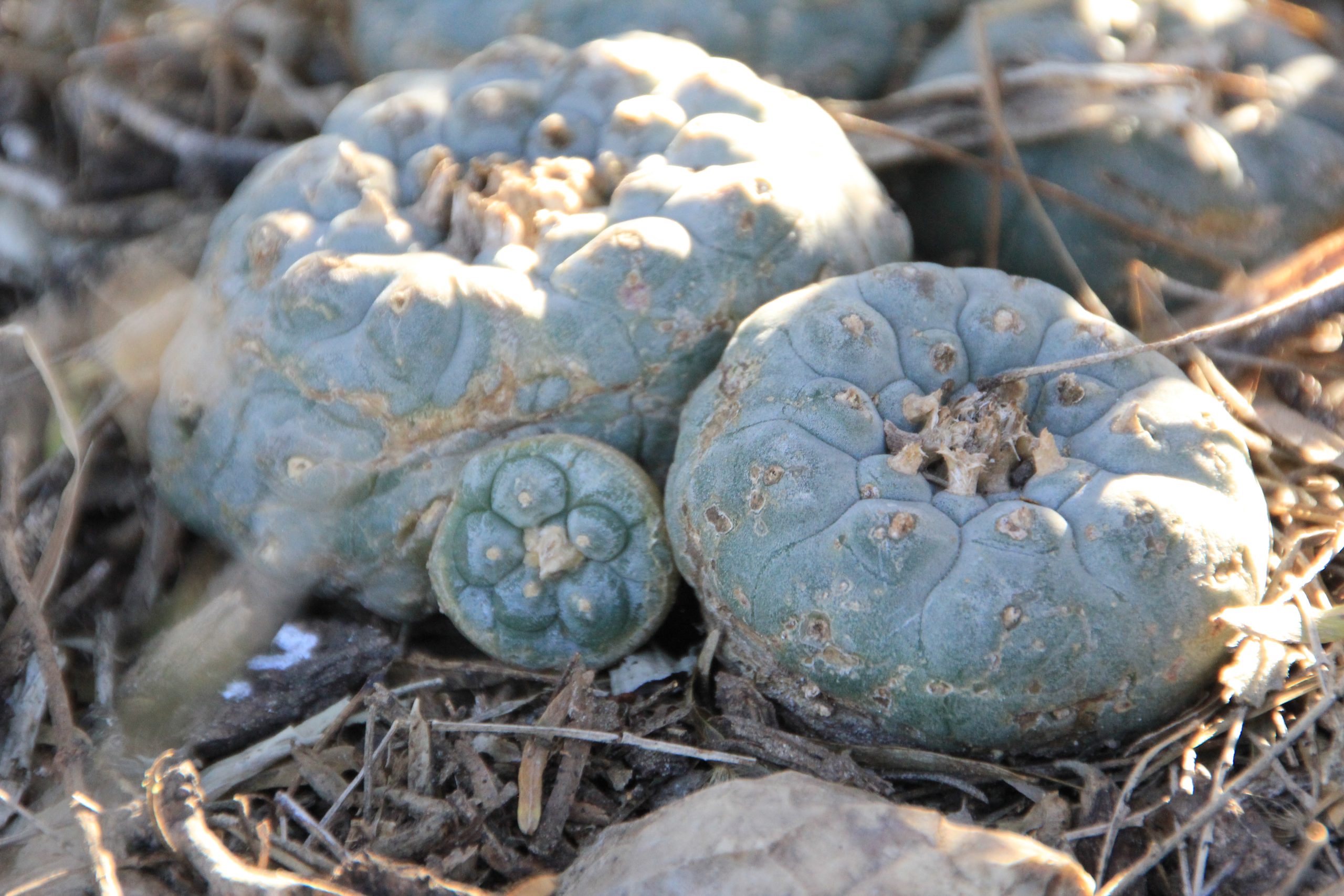 indigenous sovereignty and plant medicines
