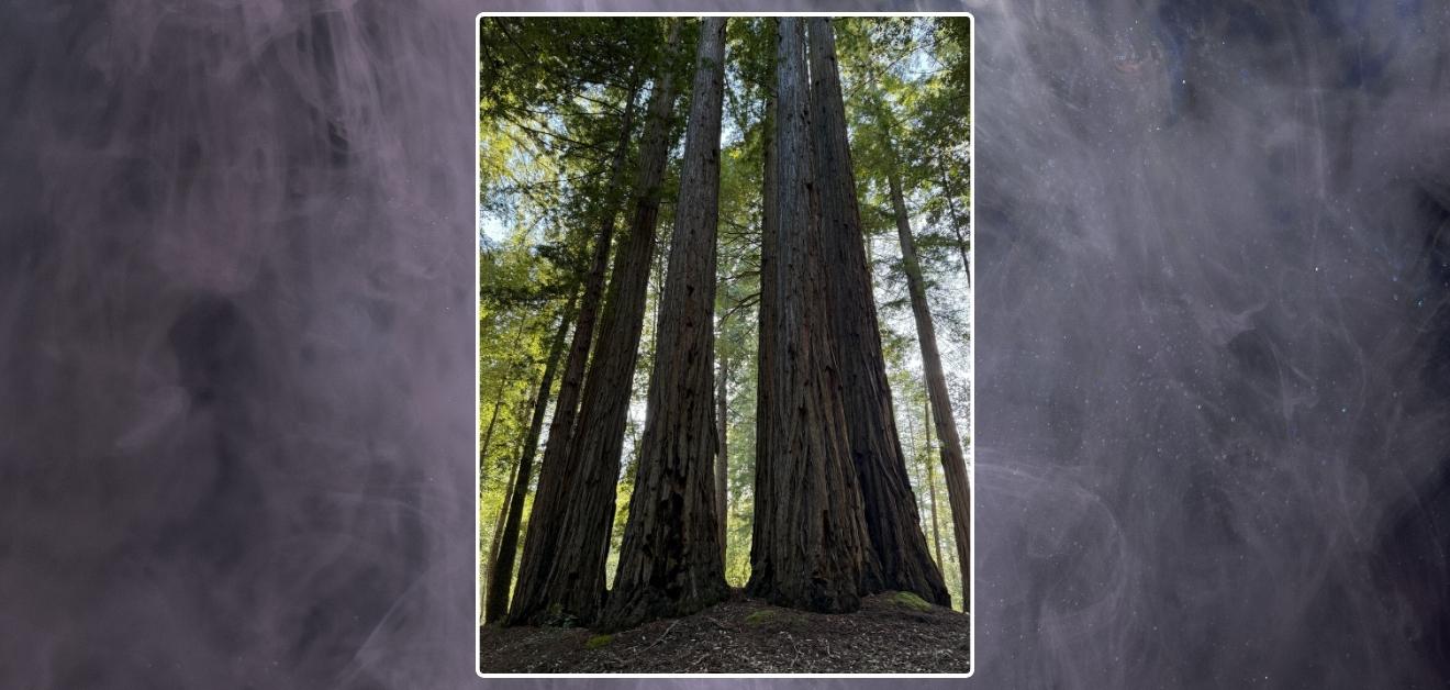 Creative process. A group of towering redwood trees shot from below, showing their textured trunks and dense green canopy filtering sunlight in a natural forest setting.