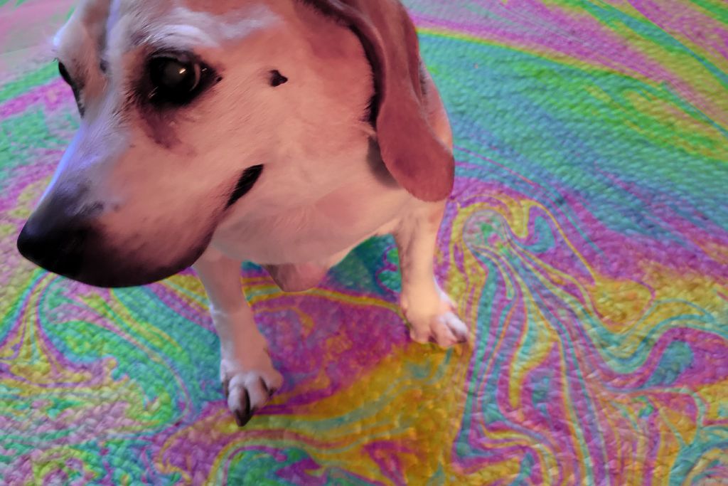 Psychedelics and Animals. A photo of Maggie sitting on a round, woven mat. There are colorful psychedelic patterns across the mat.