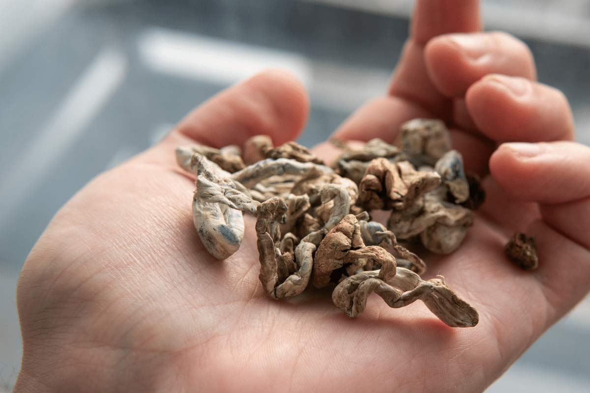 dose of psilocybin mushrooms