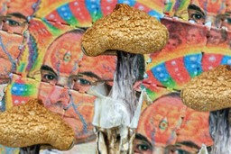 Lsd vs Psilocybin, image of Albert Hoffman and psilocybin mushrooms