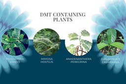 DMT Substance Guide. Four images in a row, each cropped as a circle, showing DMT containing plants. From left to right, Psychotria viridis, Mimosa hostilis, Four images in a row, each cropped as a circle, showing DMT containing plants. From left to right, Psychotria viridis, Mimosa hostilis, Four images in a row, each cropped as a circle, showing DMT containing plants. From left to right, Psychotria viridis, Mimosa hostilis, Anadenanthera peregrina, and Diplopterys cabrerana.