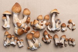 psilocybin mushrooms in colorado