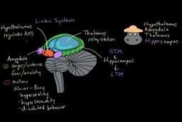 How music and psychedelics work in the brain