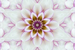 Guided Integration. Mandala made of Dahlia flower petals on white background.