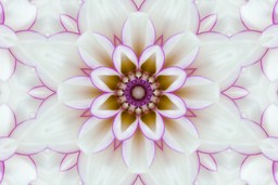 Guided Integration. Mandala made of Dahlia flower petals on white background.