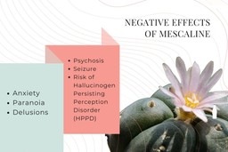 negative effects of mescaline