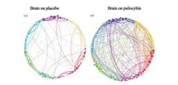 Integration insights. Visualization of brain network connectivity. A (left image): brain under placebo. B (right image): brain after ingesting psilocybin, a psychedelic compound found in mushrooms.