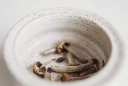 psilocybin mushrooms in a bowl