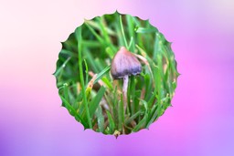 The Wonderful And Diverse World Of Psilocybin Mushroom Strains ...