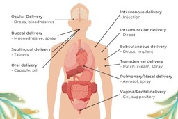 DMT Substance Guide. A diagram of the different routes of administration of DMT indicated on a body, namely: Ocular (Drops, Bioadhesives), Buccal (Mucoadhesive, Spray), Sublingual (Tablets), Oral (Capsula, Pill), Intavenous (Injecttion), Intramuscular (Depot, Implant), Transdermal (Patch, Cream, Spray), Pulmonary/Nasal (Aerosol, Spray), Vagina/Rectal (Gel, Suppository)