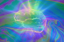 your brain doing meditation on psychedelics