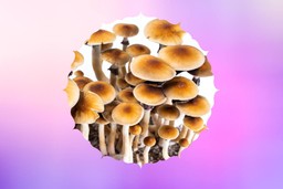 psilocybin cubensis