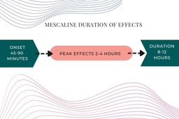 mescaline duration of effects