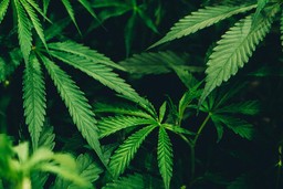 Cannabis Leaves