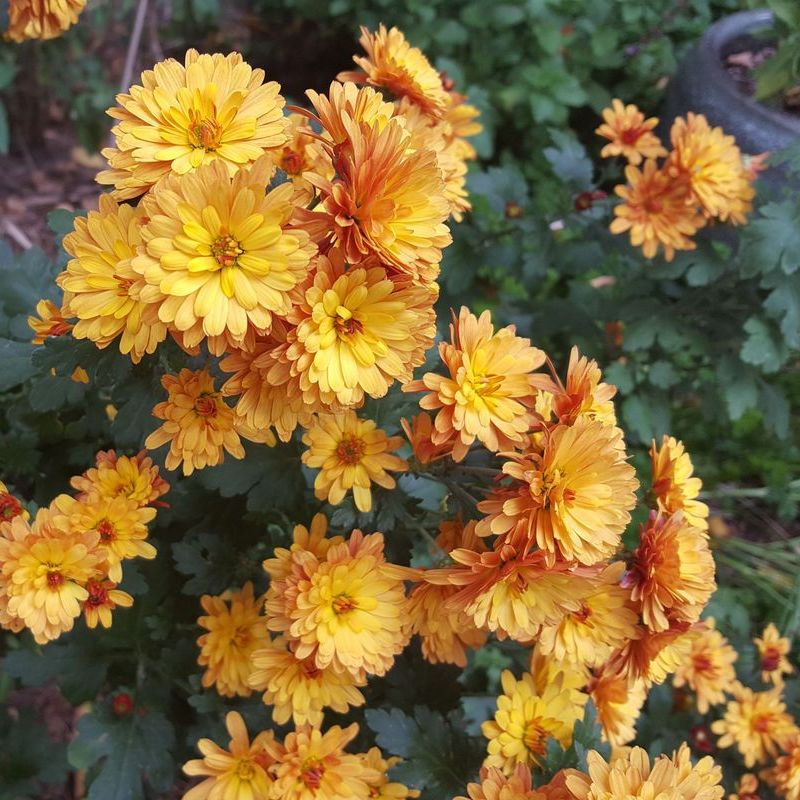 Consultation for Psychedelic Practitioners is a community on Psychedelic.Support