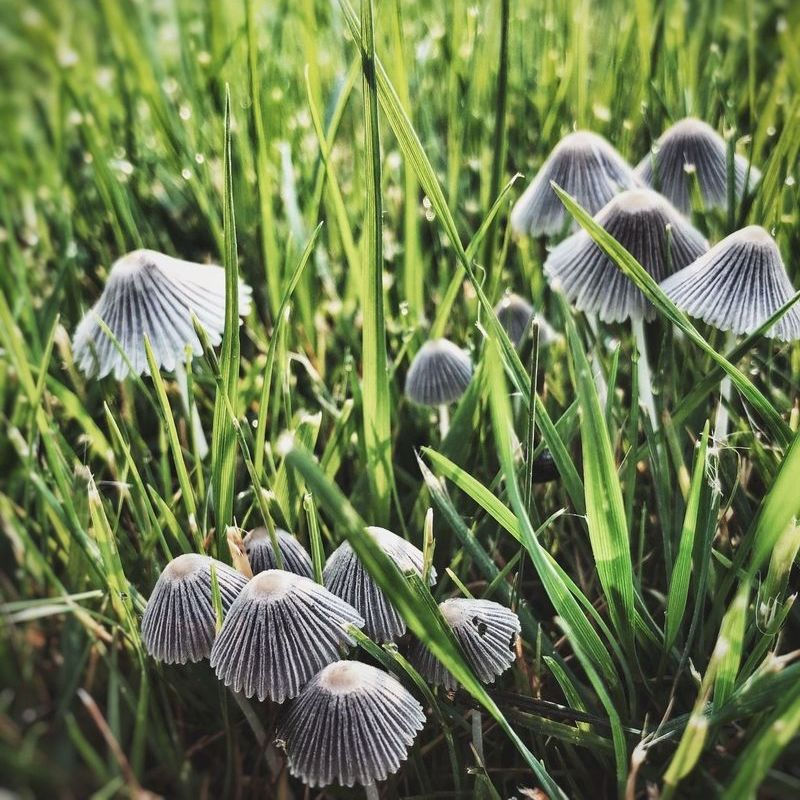 Deepen your Personal Practice with Psychedelics is a community on Psychedelic.Support