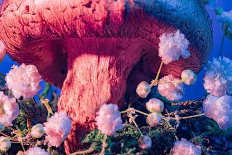 mushrooms for autoimmune disorders
