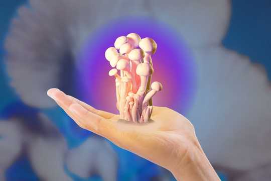 Psilocybin Safety. The image shows a hand gently holding a small cluster of pale pink psilocybin mushrooms, glowing with soft light against a blurred blue background with a purple halo radiating behind the fungi.