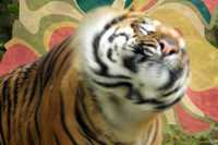 Somatic Therapy. Photo of a tiger shaking its head with swirly patterns behind it.