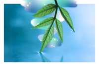 Eco-Informed Therapy. The image features a close-up of a vibrant green plant branch with elongated, textured leaves extending over a reflective water surface. The background consists of a soft gradient of blue tones, evoking a sense of calm and serenity. Ethereal, glowing abstract shapes in shades of green, blue, and white float behind the leaves, adorned with small, twinkling stars, adding a dreamy, surreal quality to the composition. The combination of natural elements and fantastical lighting effects creates a harmonious balance between nature and imagination.