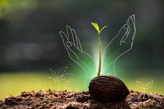 Mother Ayahuasca. A Photo of a plant sprouting from seed on some earth with a blurred-out green background. There is a graphic of other seedlings and a pair of hands opening up to the sky drawn in thin white outlines surrounding the seedling.