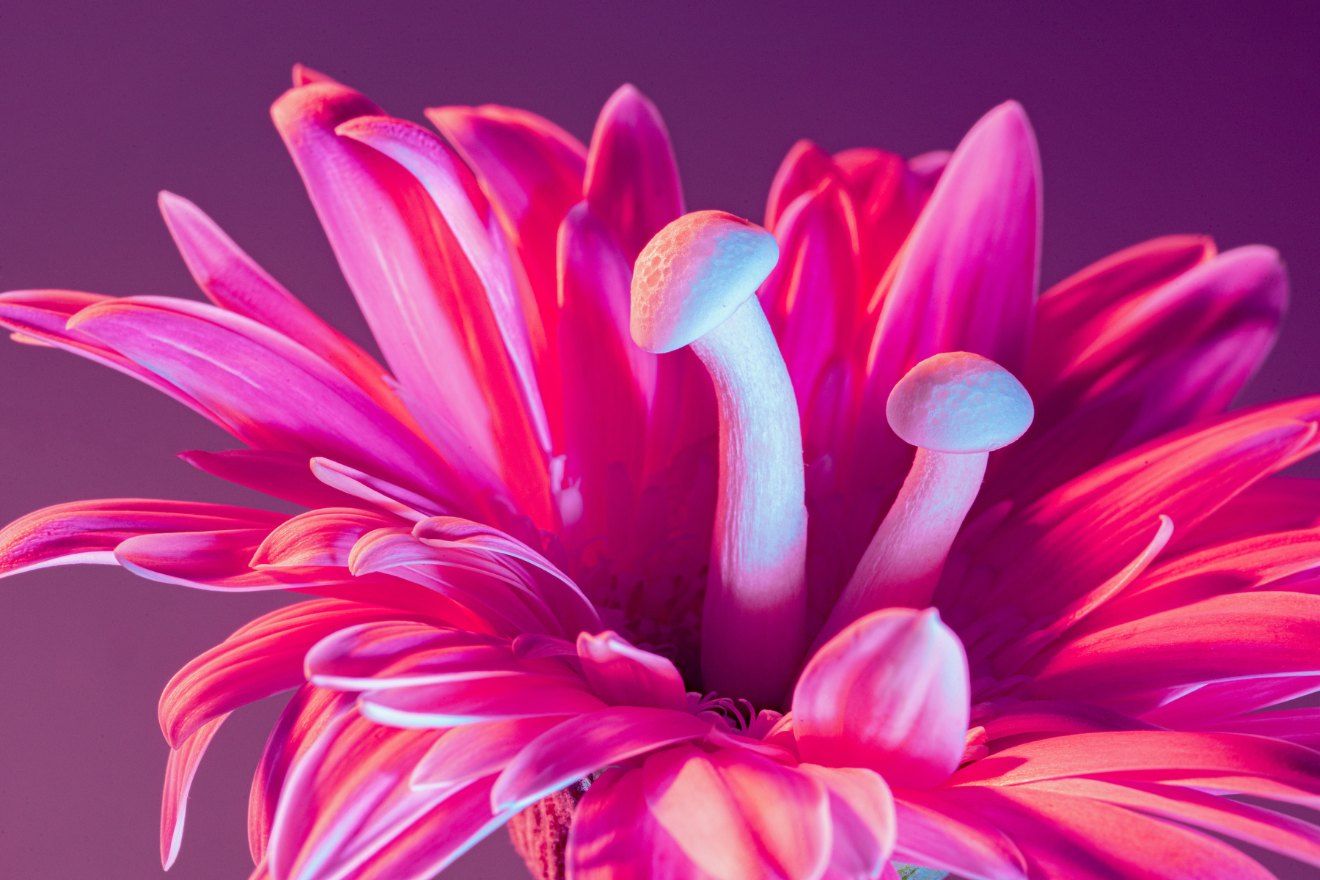 psilocybin mushrooms in a pink flower