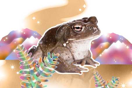 Bufo toad 5-MeO-DMT