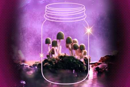 Storing psilocybin. A mystical purple background with glinting stars, and a patch of psilocybin mushrooms growing out of the earth in the foreground. There is a feint white outline shape of a jar containing the patch of mushrooms.