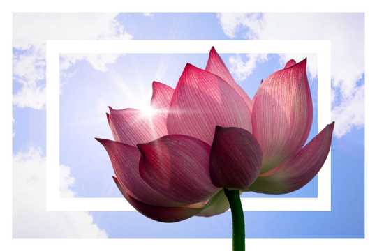 Nonviolent Communication. The image features a vibrant pink lotus flower in full bloom, positioned against a bright blue sky with scattered white clouds. The composition includes a creative framing effect, with a white rectangular border overlaying the background, drawing attention to the flower. The sunlight filters through the petals, creating a radiant glow and highlighting the delicate texture and veins of the petals. The green stem provides a contrasting base, adding depth to the image. Overall, the colors are rich and harmonious, with pinks, blues, and greens blending seamlessly into a serene and uplifting composition.