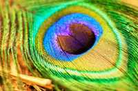 psychedelic feather