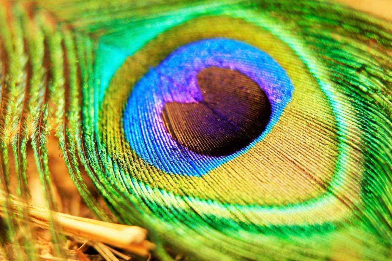 psychedelic feather